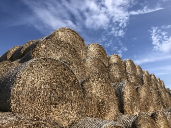 Rolls of harvested hay.
